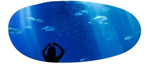 A public aquarium